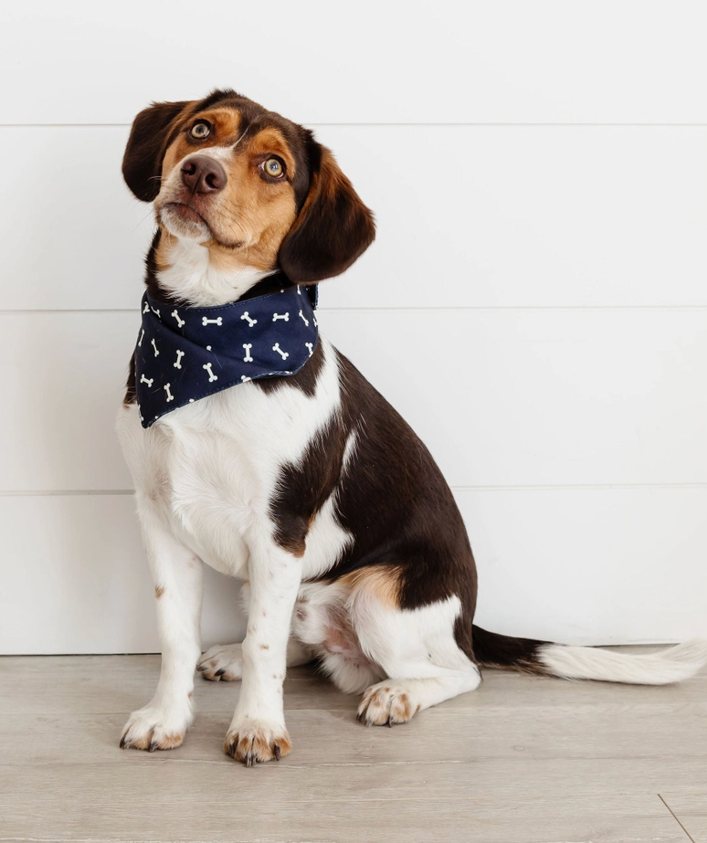 Dog To The Bone Bandana & Scrunchie